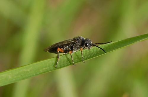 Réf. 200 301 : Dolerus (gonager-puncticollis)